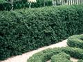Japanese holly 
